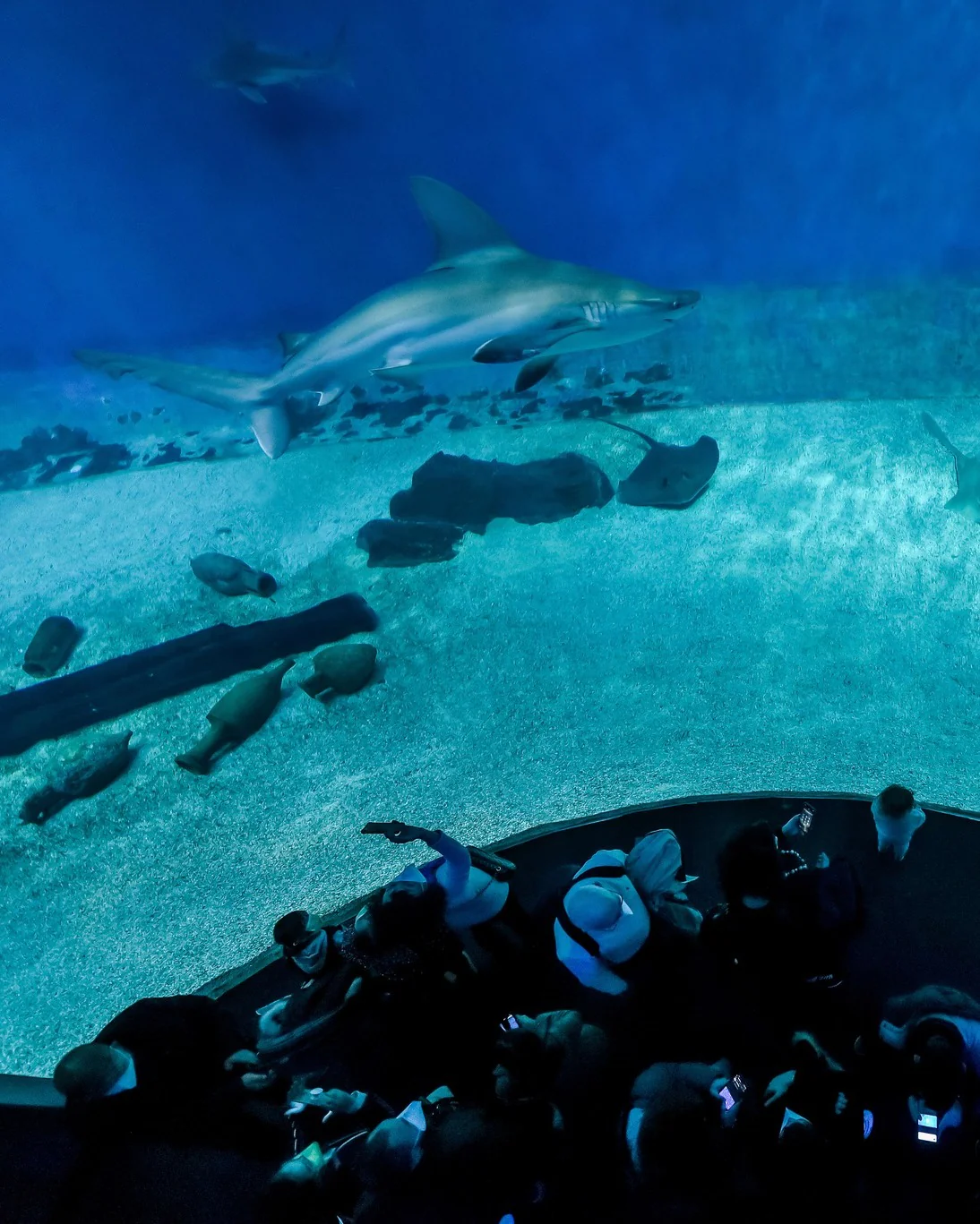 Acquario di Genova - Image 4