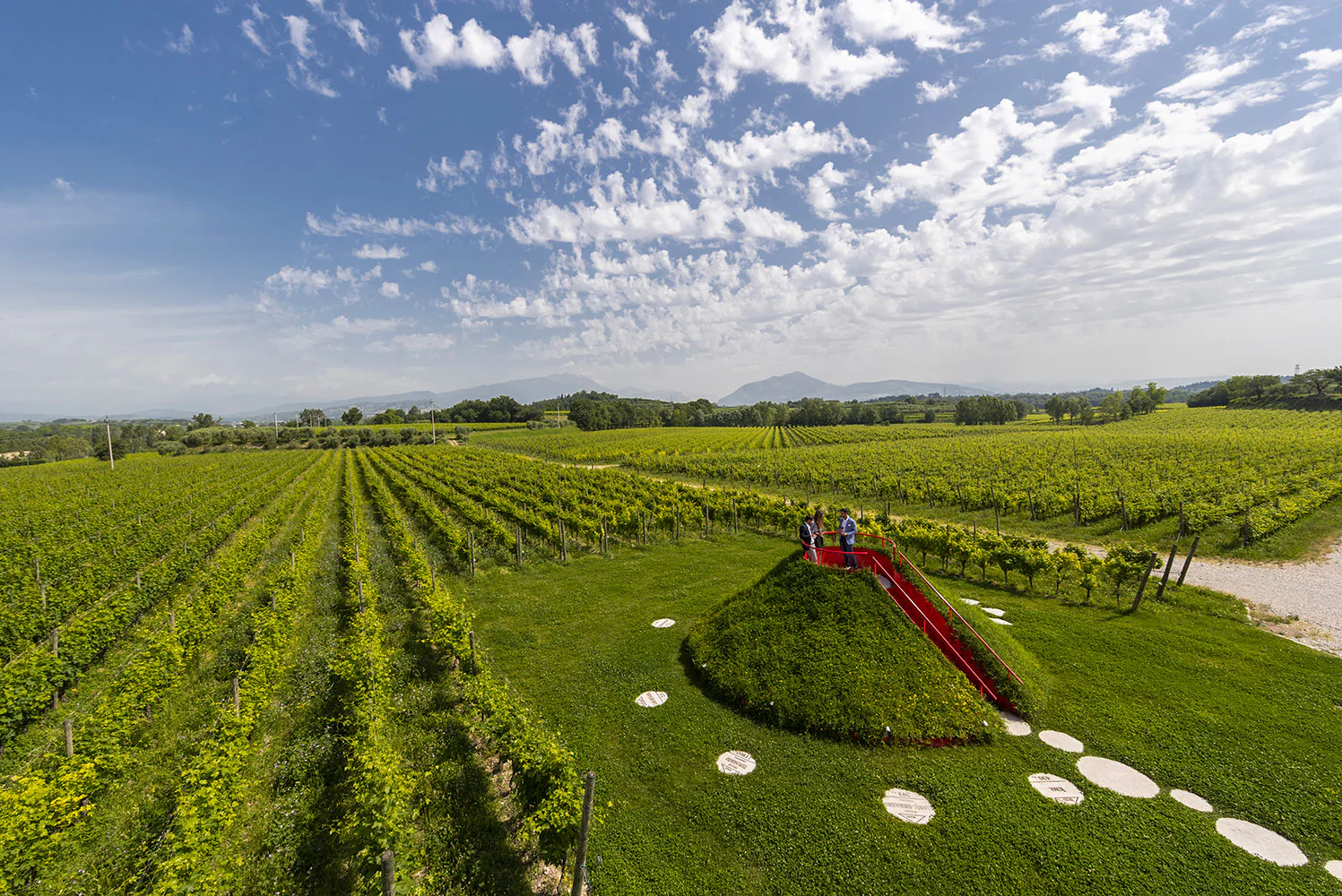 MASI Wine Experience - Image 2