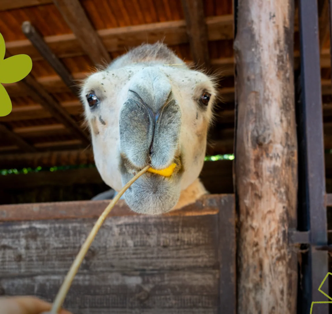Natura Viva - Garda Animal Park - Image 4