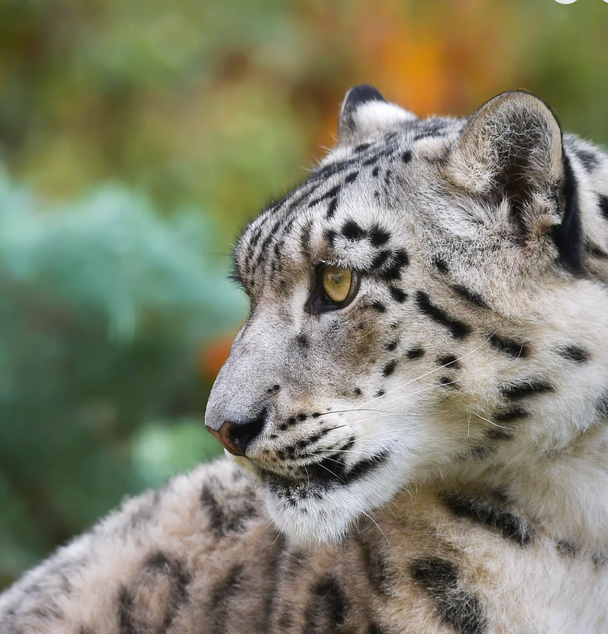 Natura Viva - Garda Animal Park - Image 5