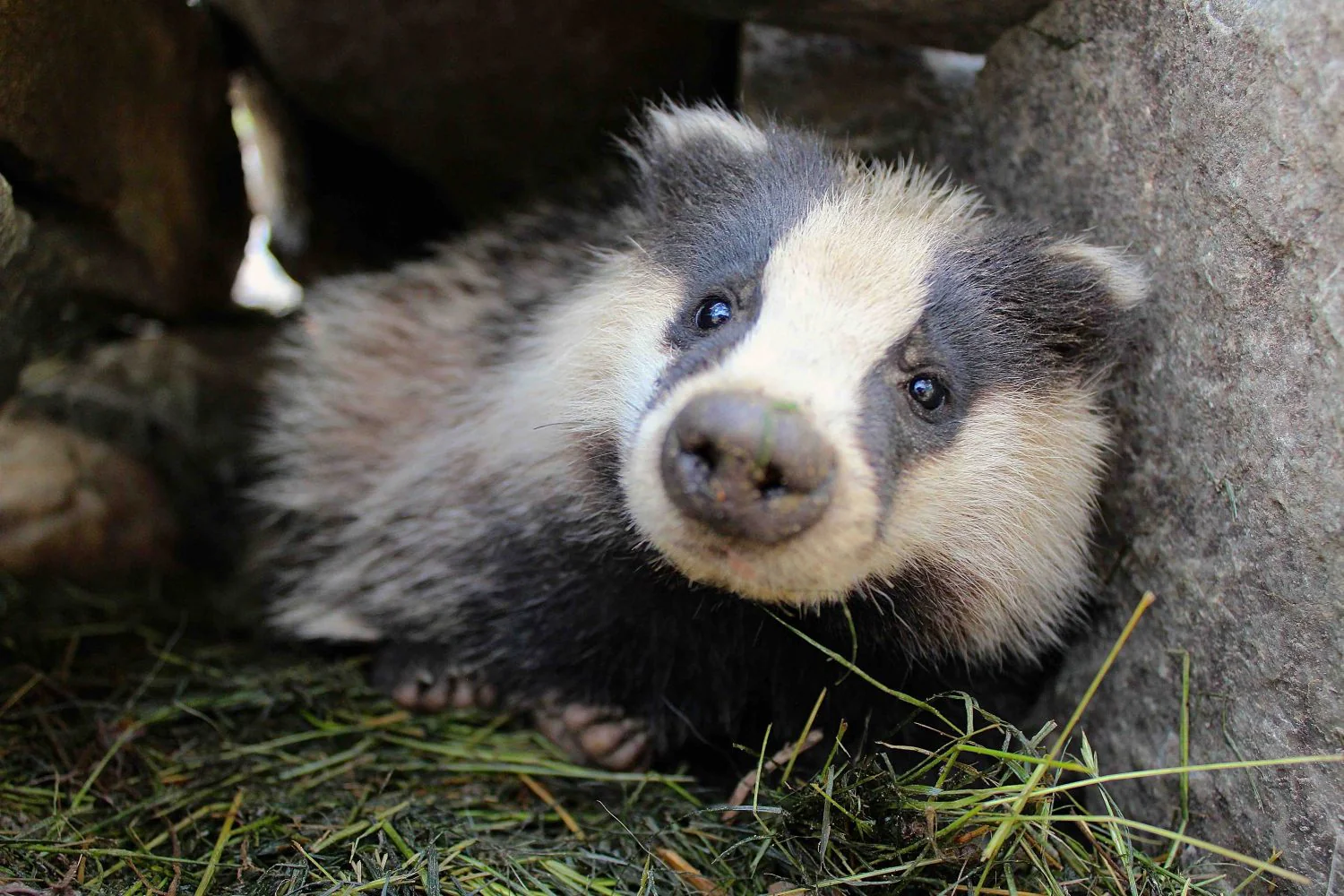 Parc Animalier d'Introd - Image 4