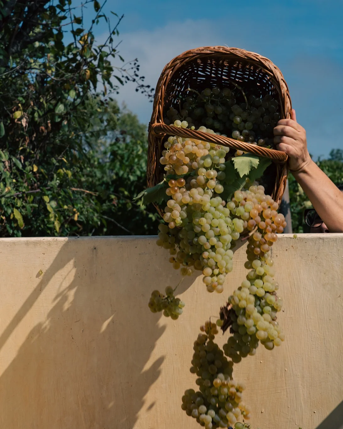 Tenuta La Scolca - Image 3