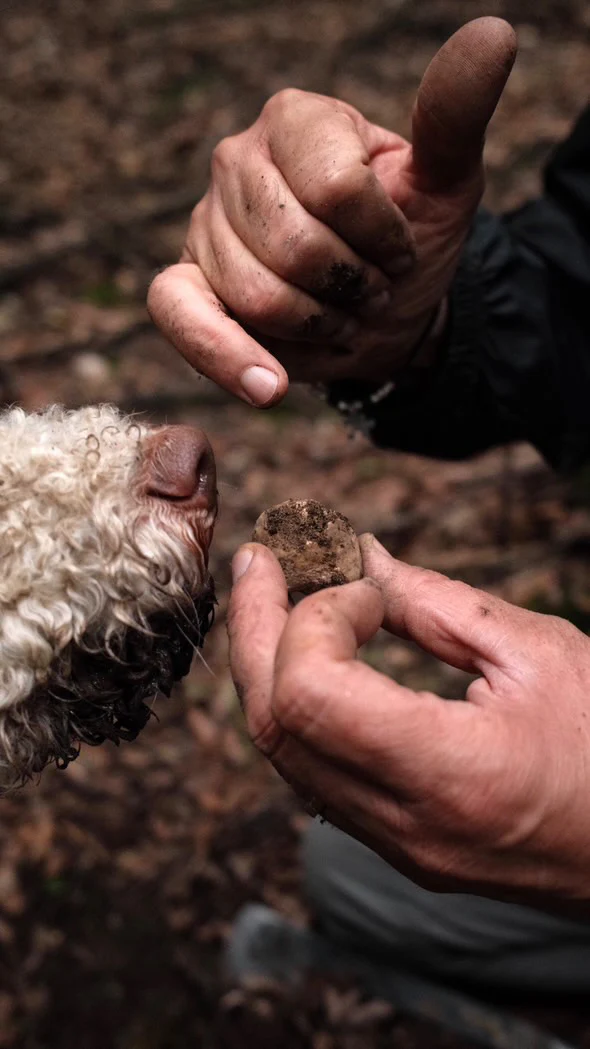 Truffle Experience in gruppo - Image 5