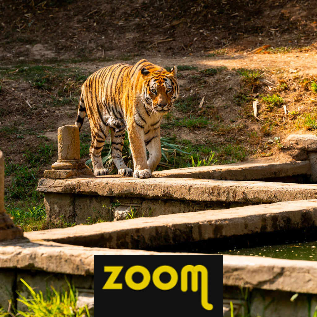 ZOOM Torino